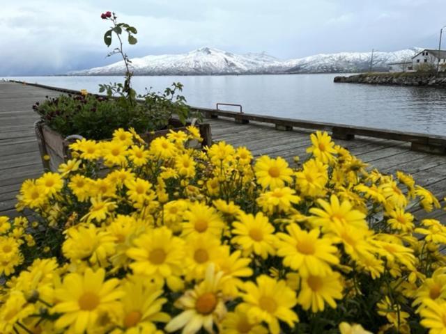 2. Etg I Dampskipsbrygga, Lodingen Havn Exterior foto